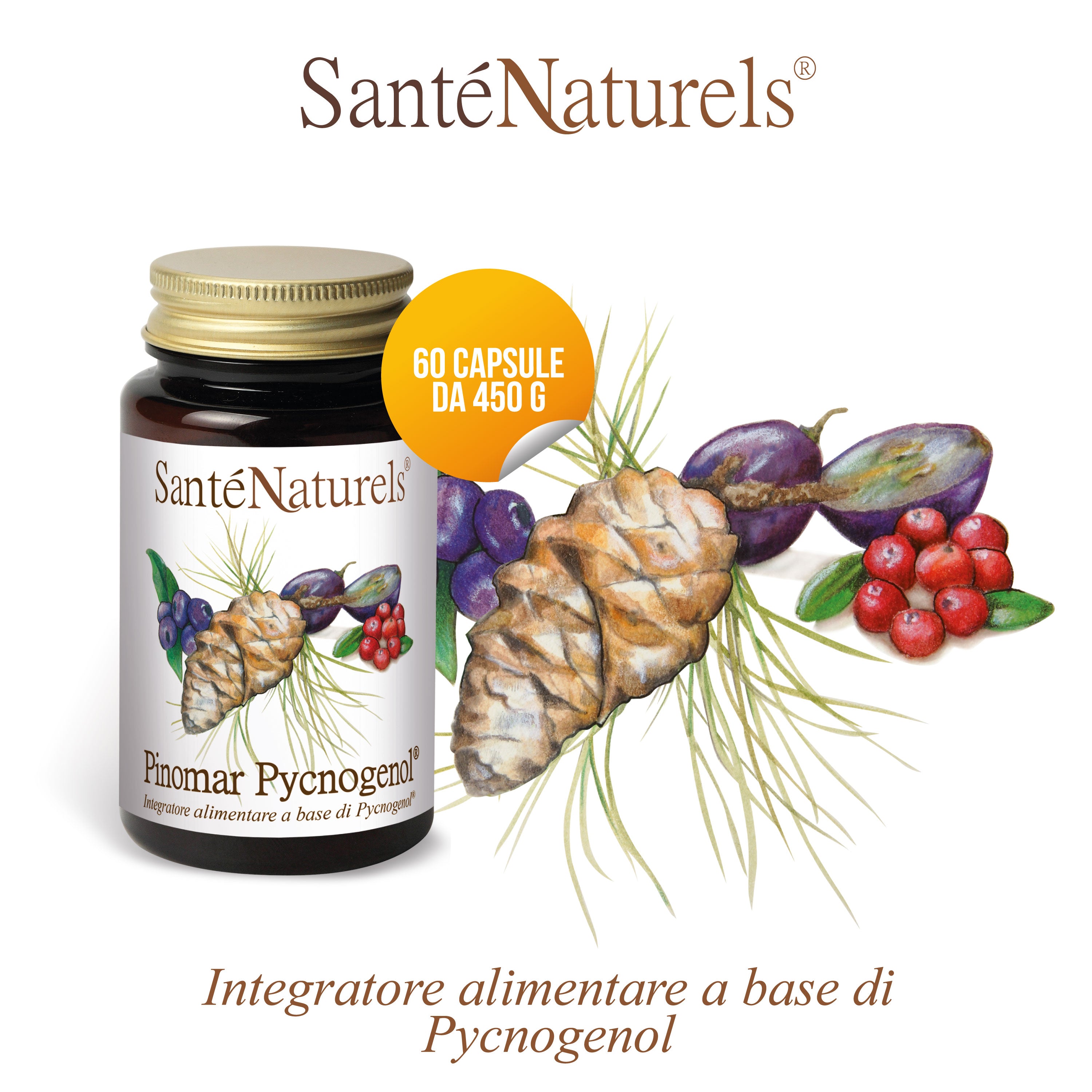 Pinomar Pycnogenol® 40mg por dosis diaria. Ojos, presión, articulaciones, circulación, piernas pesadas