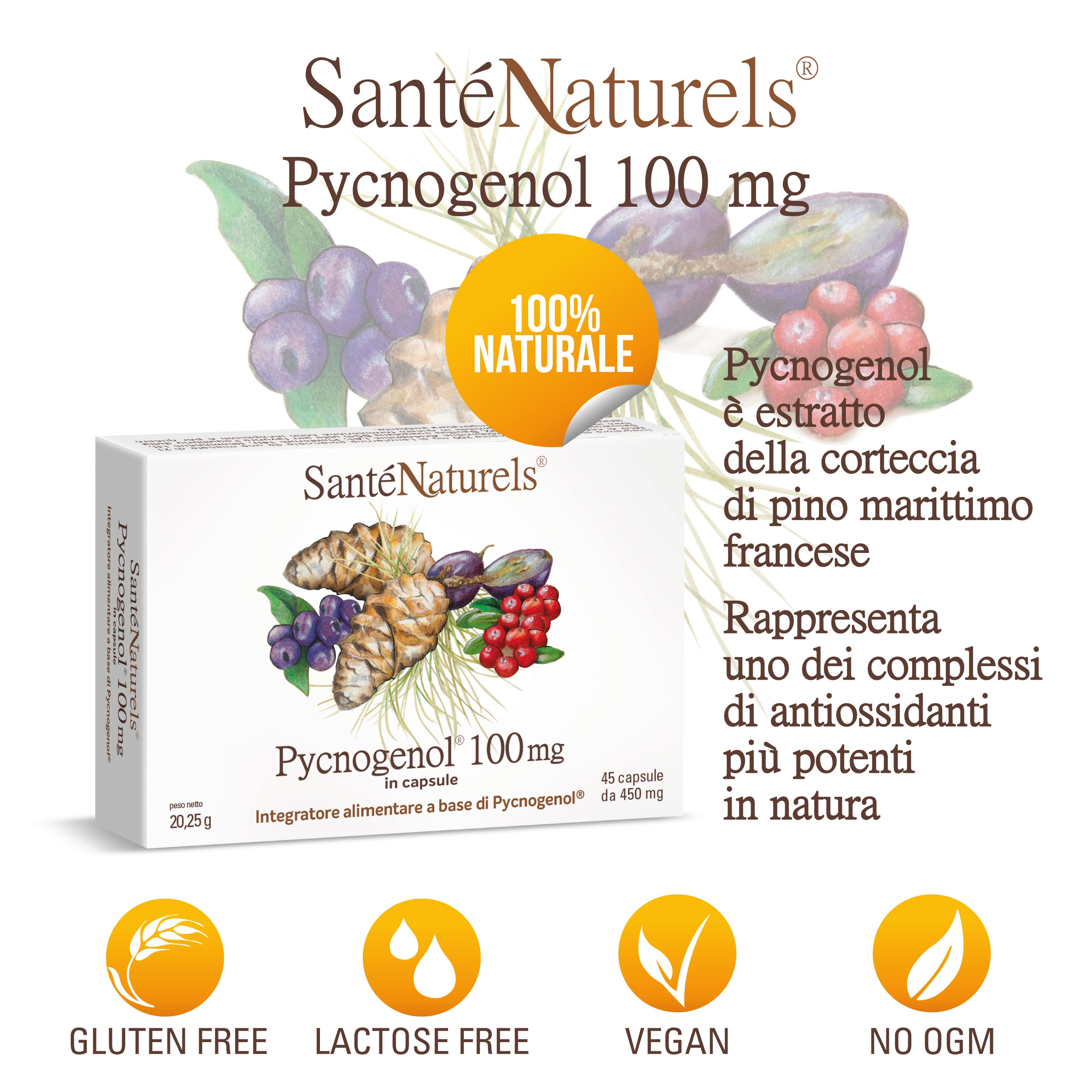 Pycnogenol® 100 mg per dose giornaliera – Occhi, Circolazione, Articolazioni