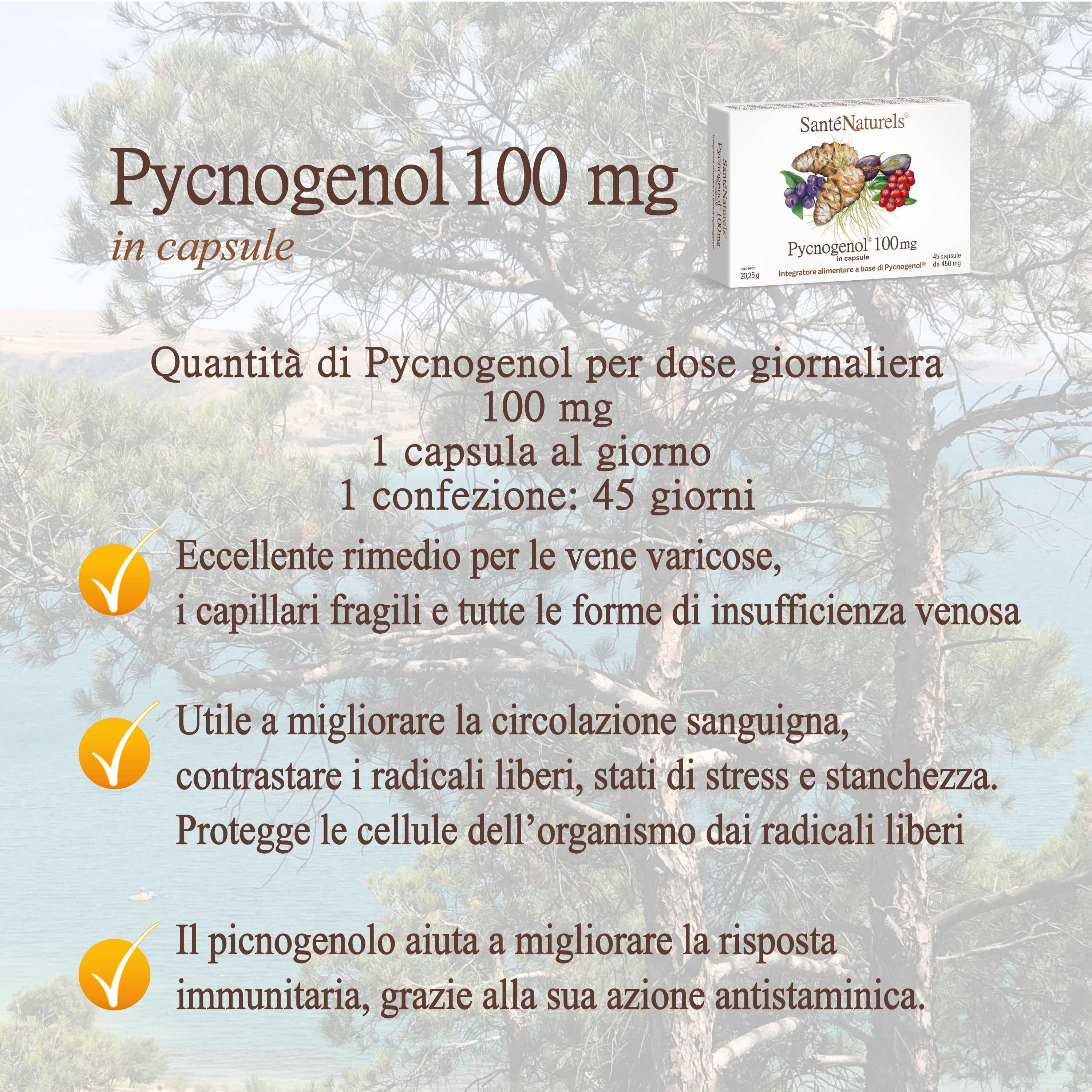 Pycnogenol® 100 mg per dose giornaliera – Occhi, Circolazione, Articolazioni