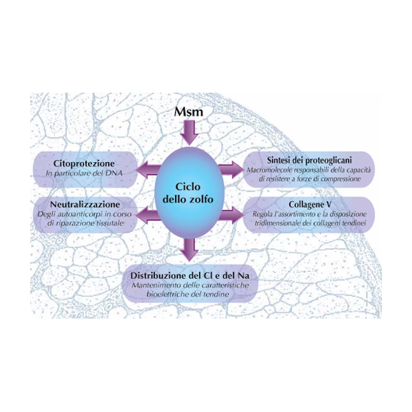 MSM Plus compresse ossa, capelli, unghie, dolori muscolari, ossa, artriti, artrosi