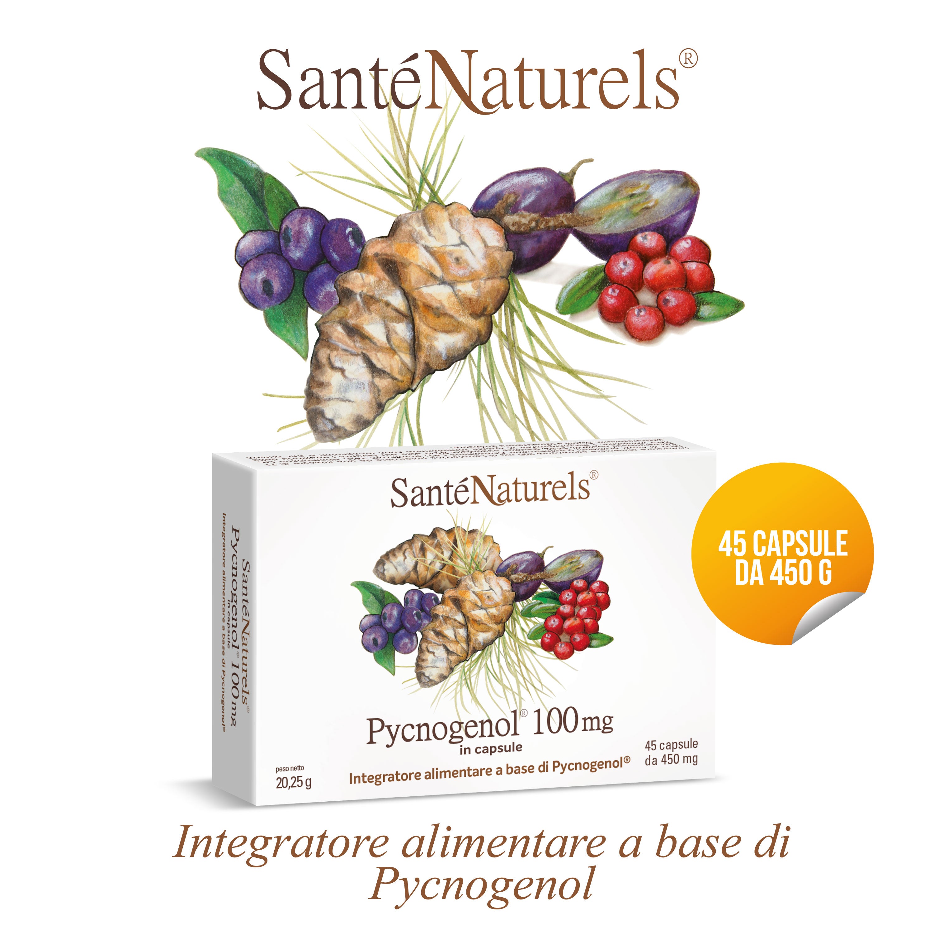 Pycnogenol® 100 mg per dose giornaliera – Occhi, Circolazione, Articolazioni