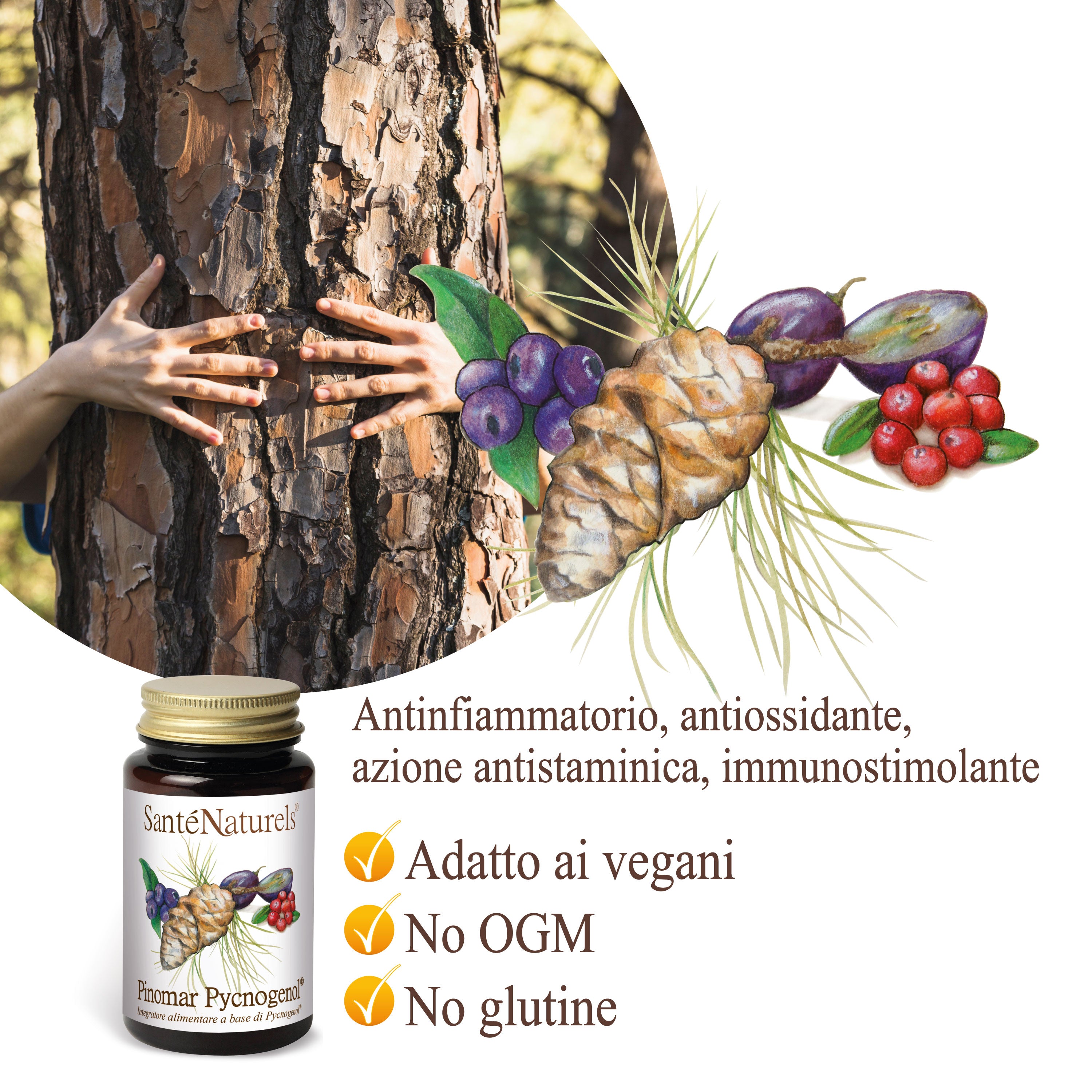 Pinomar Pycnogenol® 40mg por dosis diaria. Ojos, presión, articulaciones, circulación, piernas pesadas