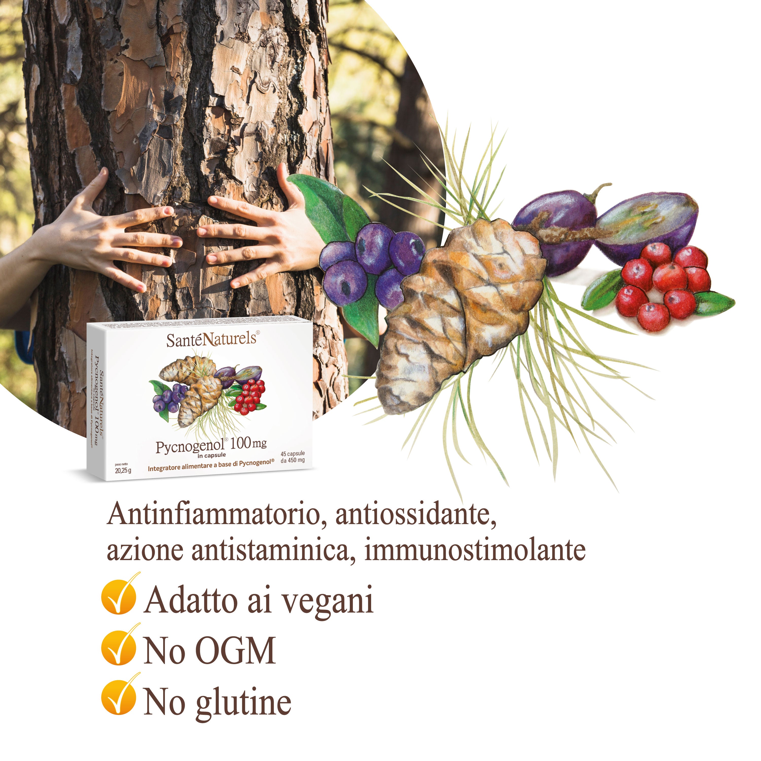 Pycnogenol® 100 mg per dose giornaliera – Occhi, Circolazione, Articolazioni