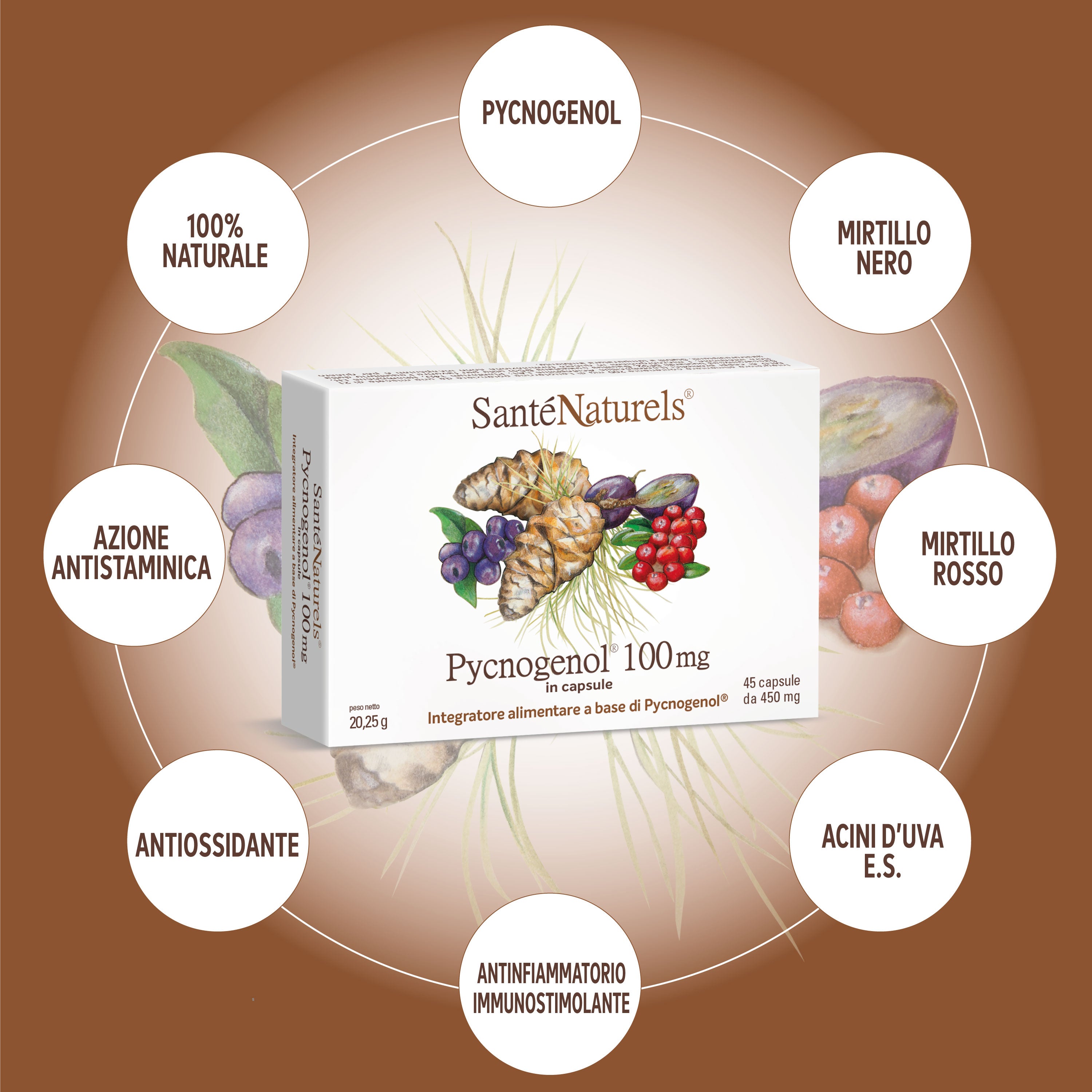 Pycnogenol® 100 mg per dose giornaliera – Occhi, Circolazione, Articolazioni